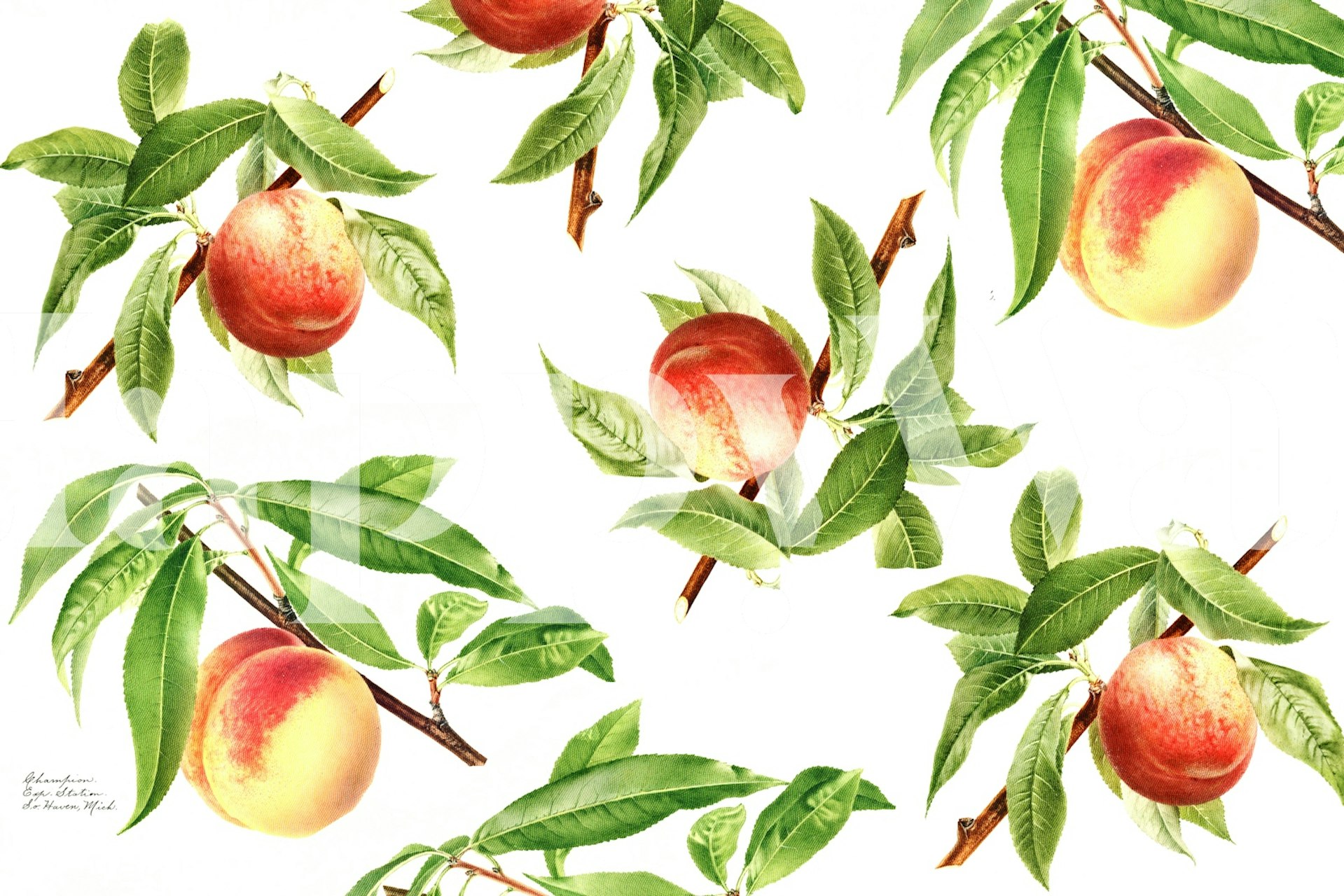 Botanisk ferskenillustration tapetdesign