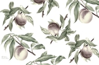 Botanical Illustration of Peaches tapet