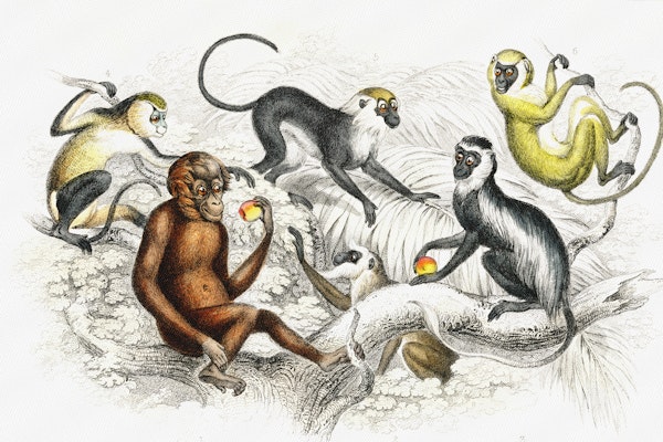 Monkeys by Oliver Goldsmith