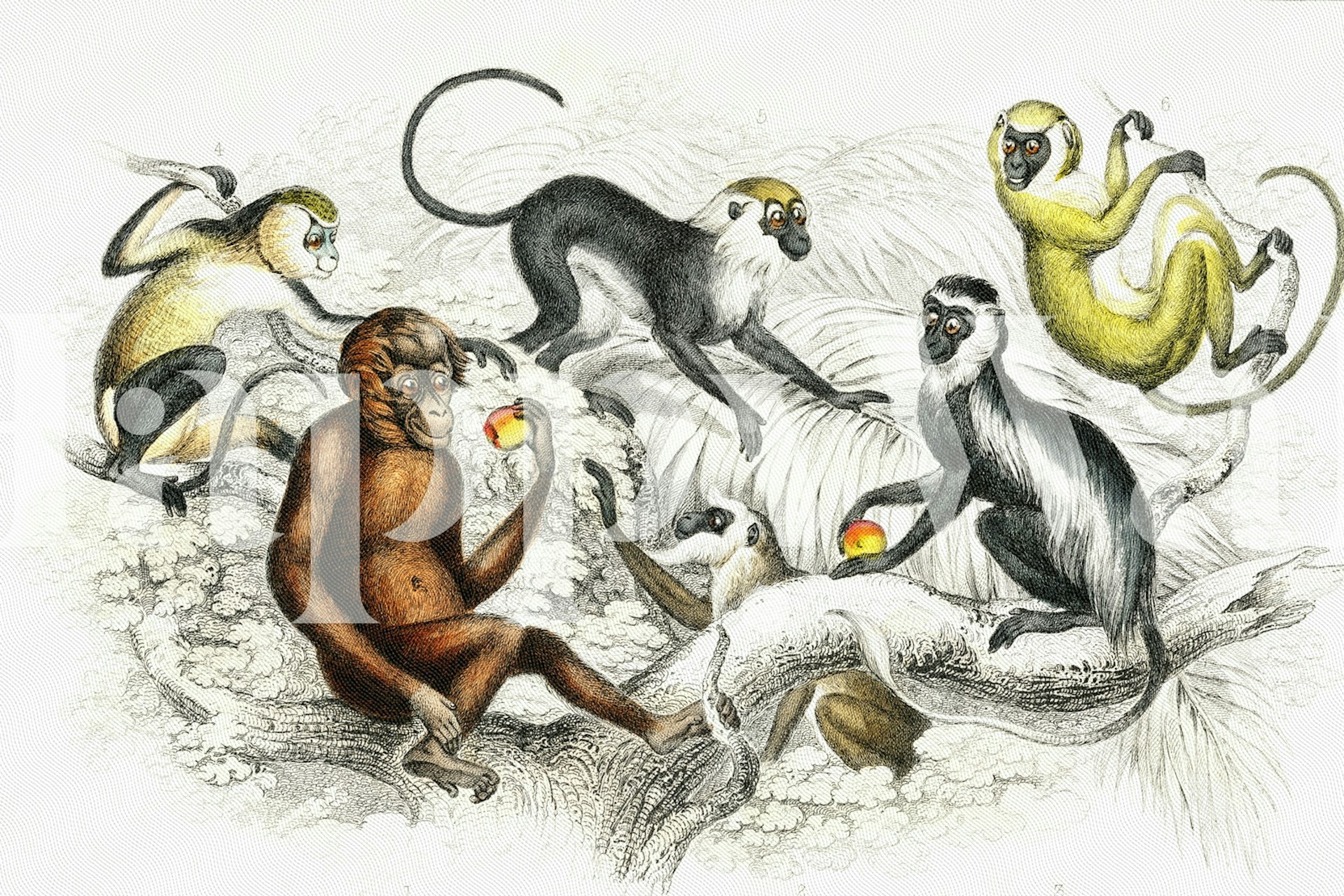 Monkeys wallpaper in a room