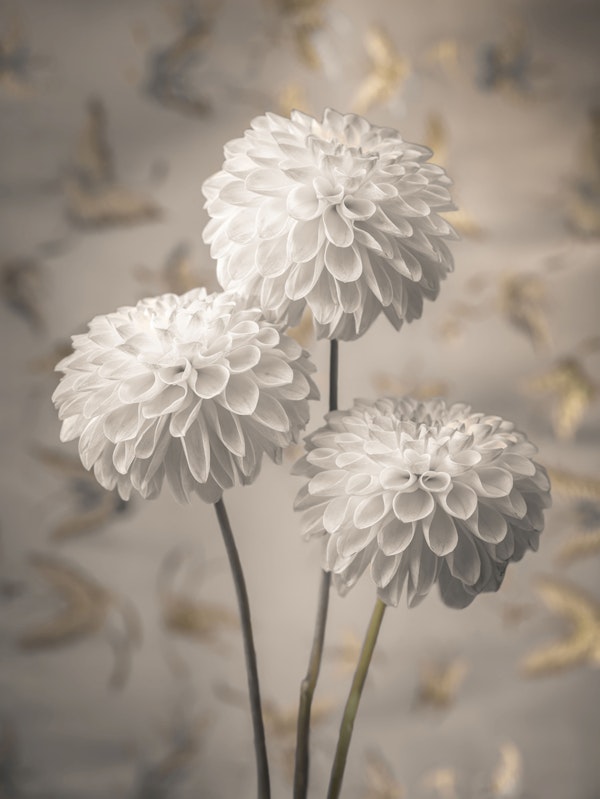 White Pompon Dahlia Trio