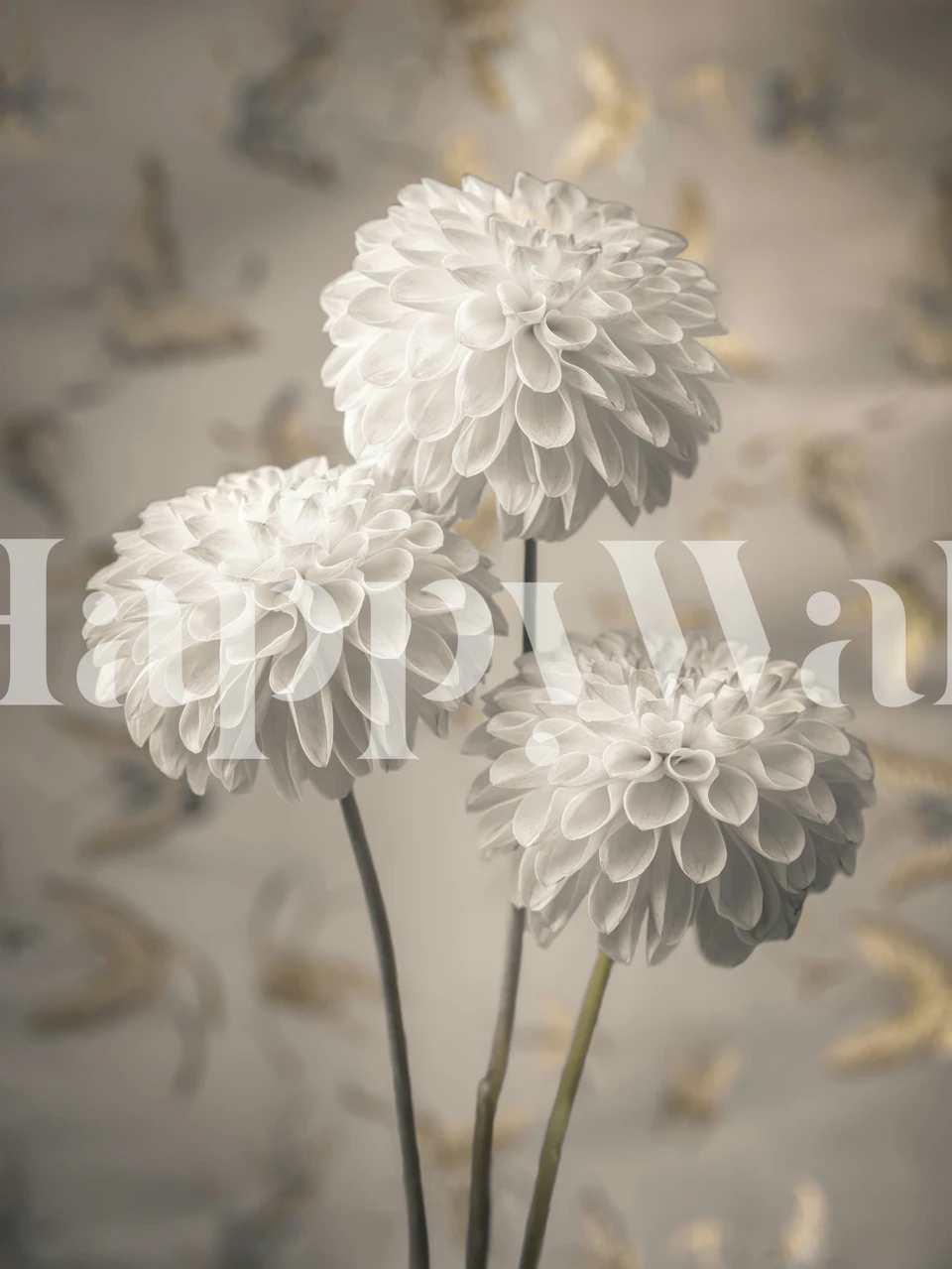 White Pompon Dahlia Trio wallpaper in a room