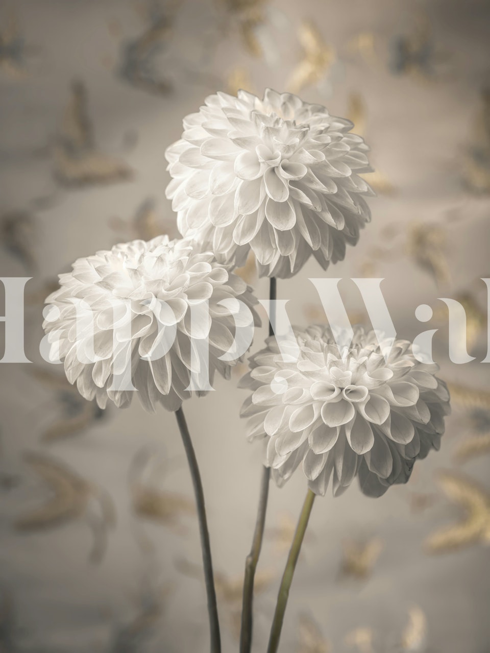 White Pompon Dahlia Trio tapet i et rum
