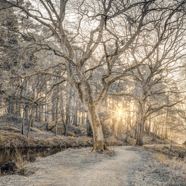 Quiet Frosted Path in the Forest
