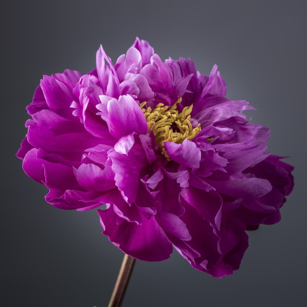 Magenta Peony Bloom