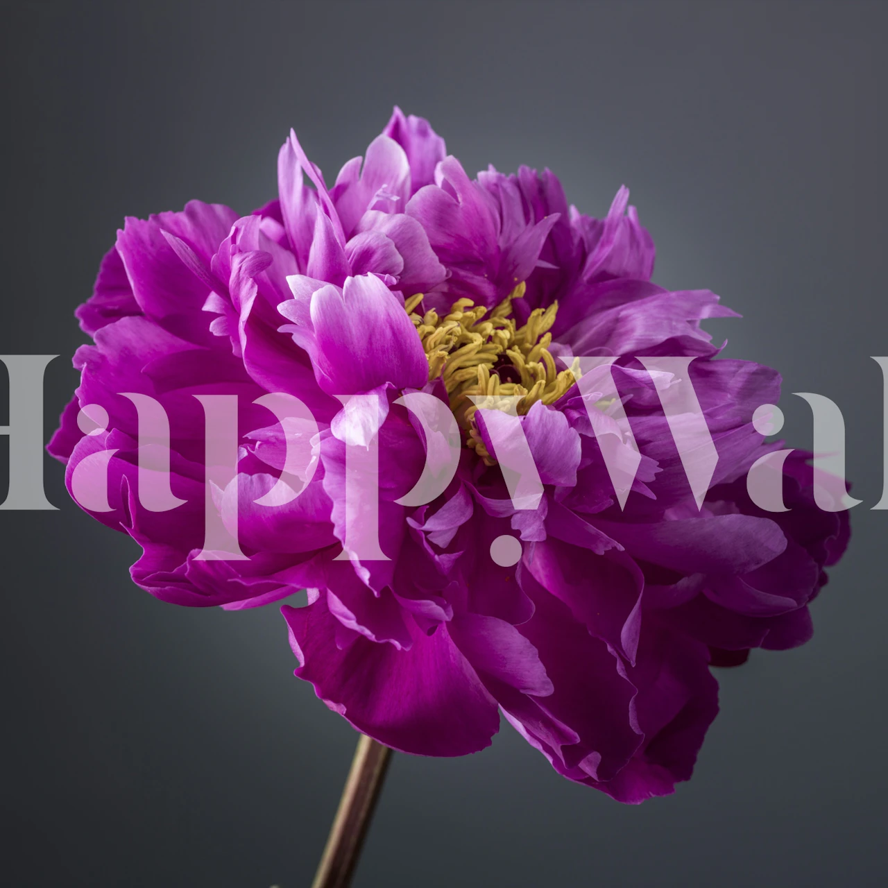 Magenta Peony Bloom wallpaper in a room