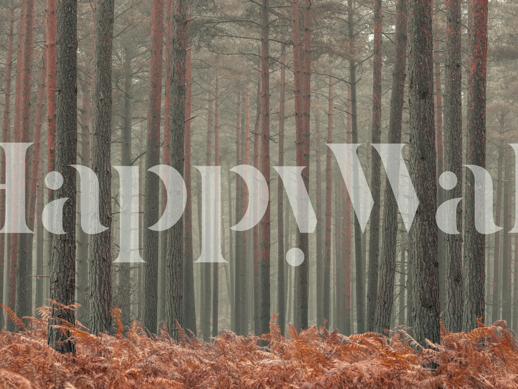 Fairyland Forest behang in een kamer