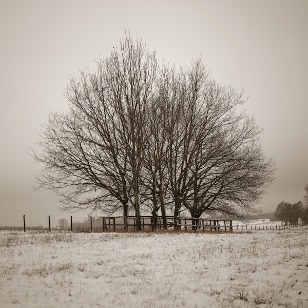 Lone Winter Tree in Snow Field