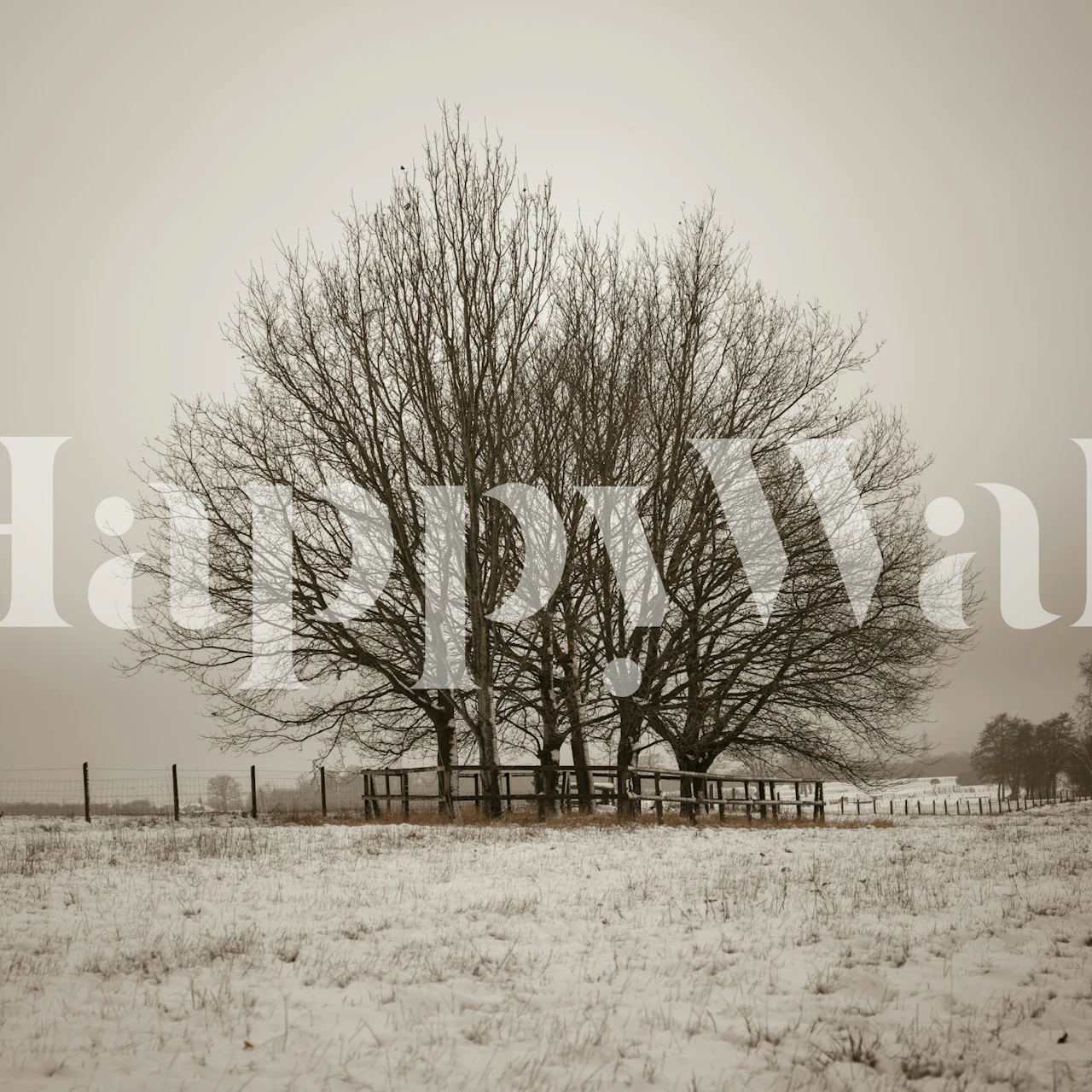 Ensam vinterträd i ett snötäckt fält tapet