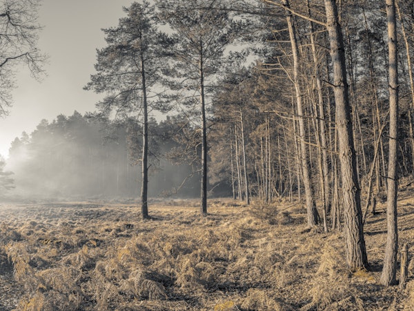 Autumn Pines in Soft Mist