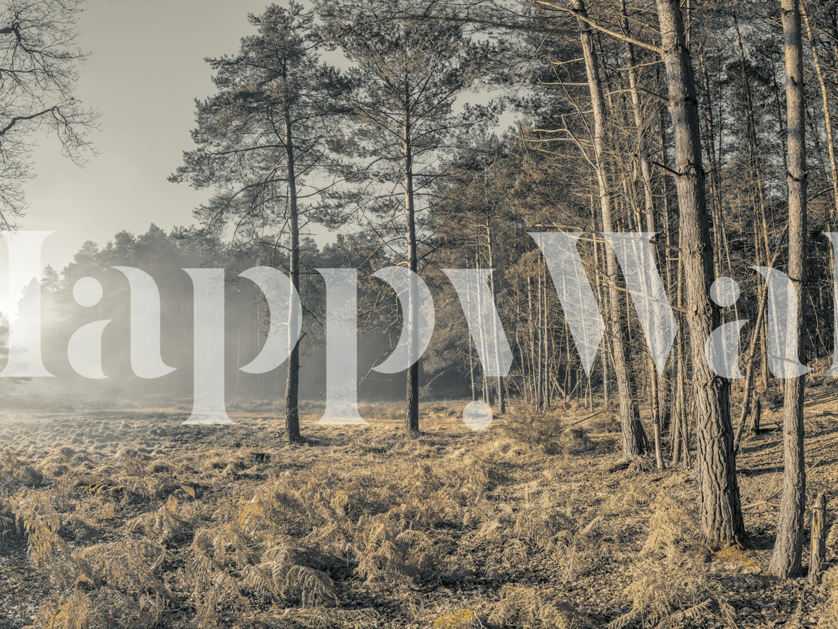 Autumn Pines in Soft Mist behang in een kamer