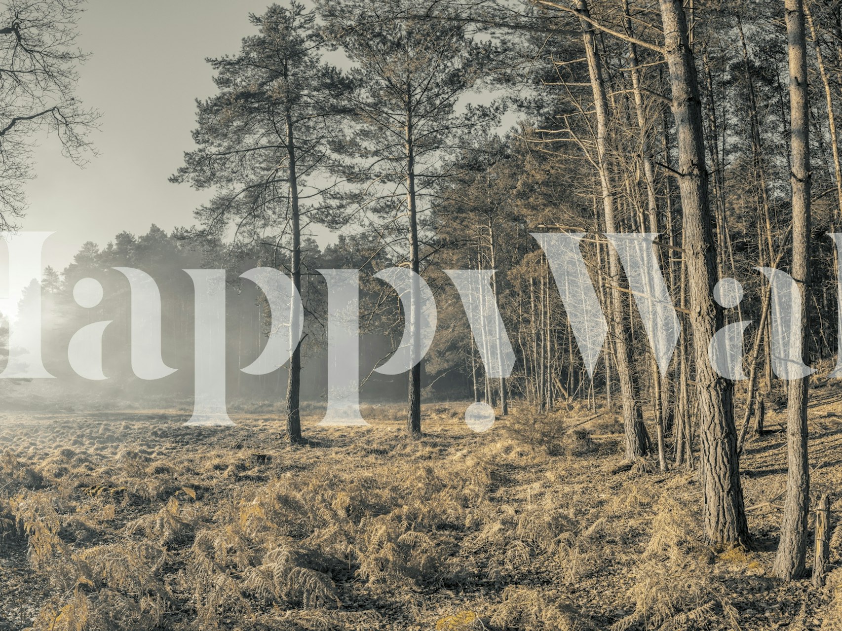 Autumn Pines in Soft Mist wallpaper in a room