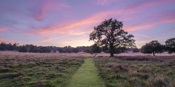 Lonely Oak at Dawn