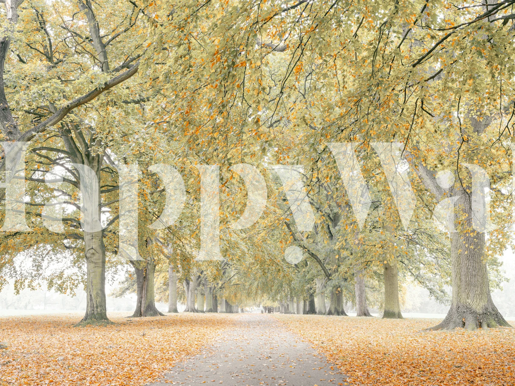 Autumn Trail wallpaper showcasing trees and fallen leaves