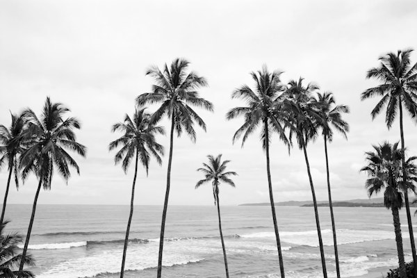 Black White Palm Beach View