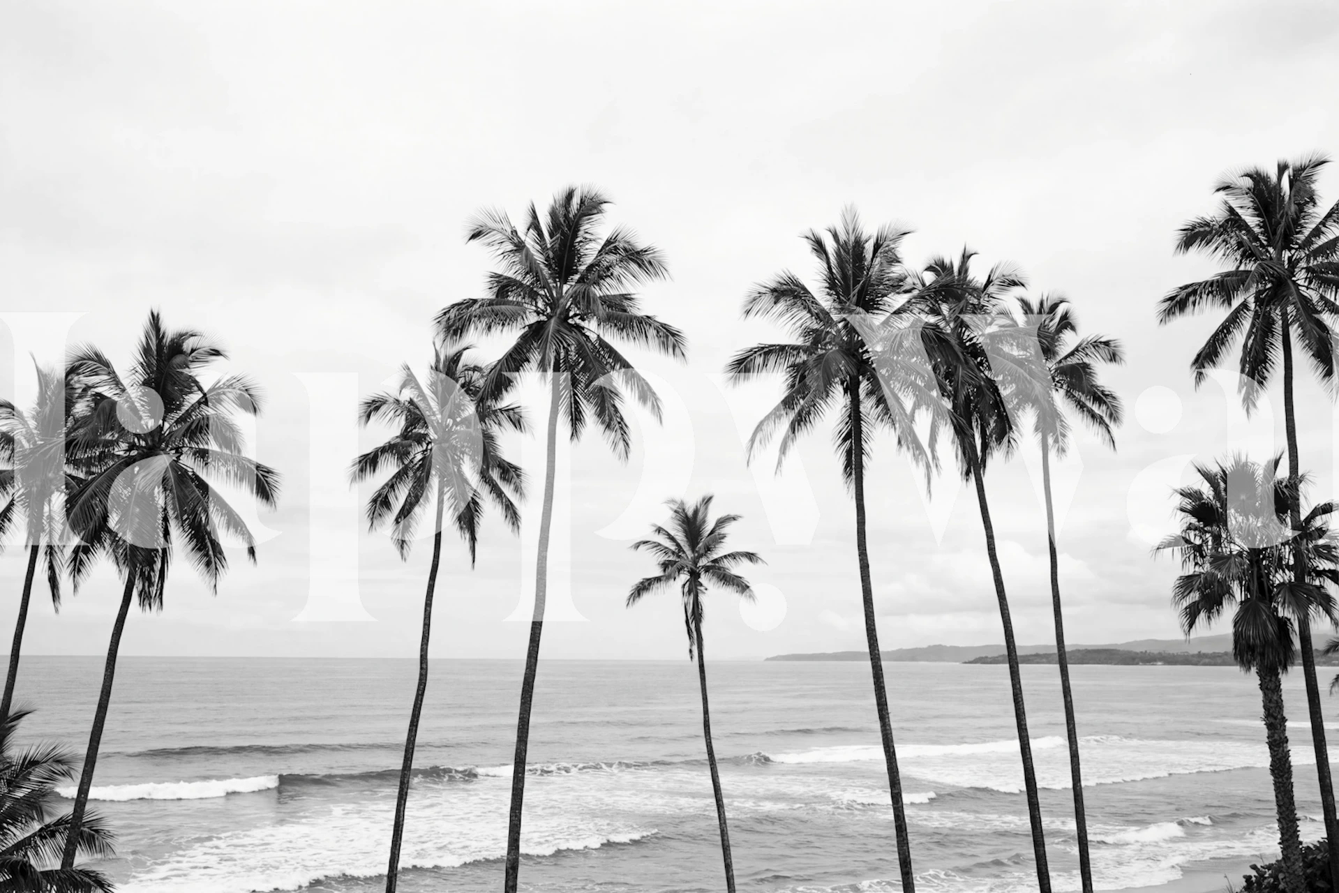 Crno-bijepa tapeta s pogledom na plažu s palmama