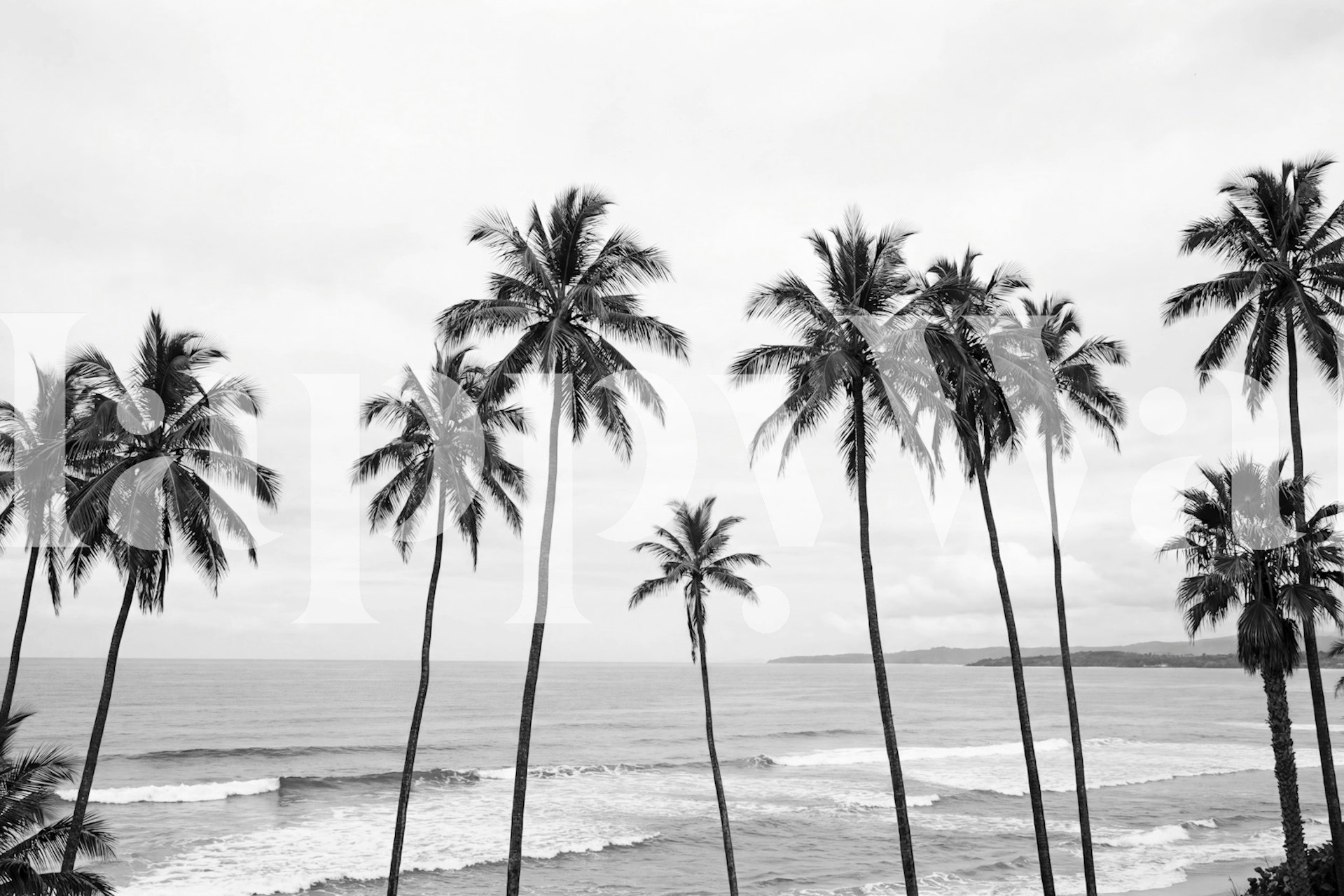 Schwarz-weiße Palmenstrand Aussicht Tapete