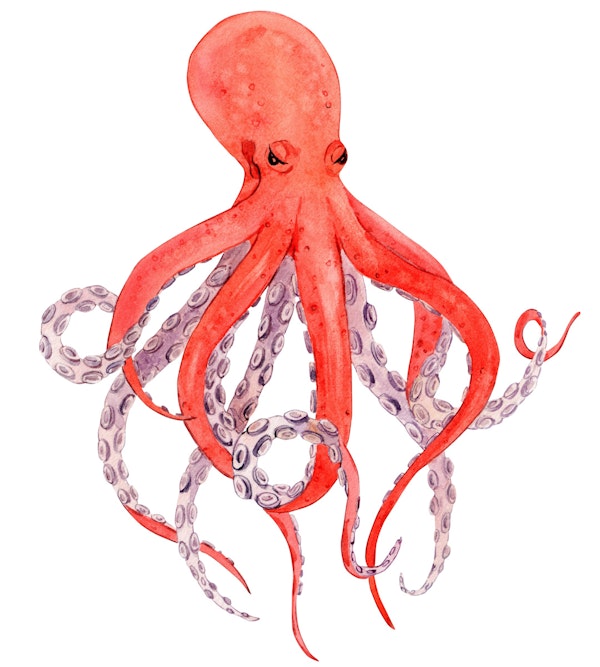 Vibrant Octopus Wall Decor