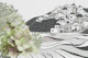 Hydrangea and Island Village
