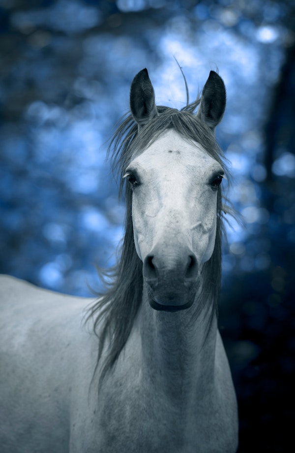 Stunning White Horse Image