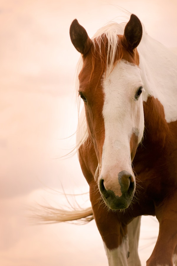 Graceful Horse In Warm Light