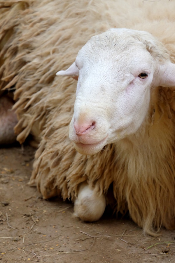 Gentle Farm Sheep Portrait