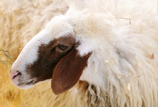 Awassi Sheep Closeup