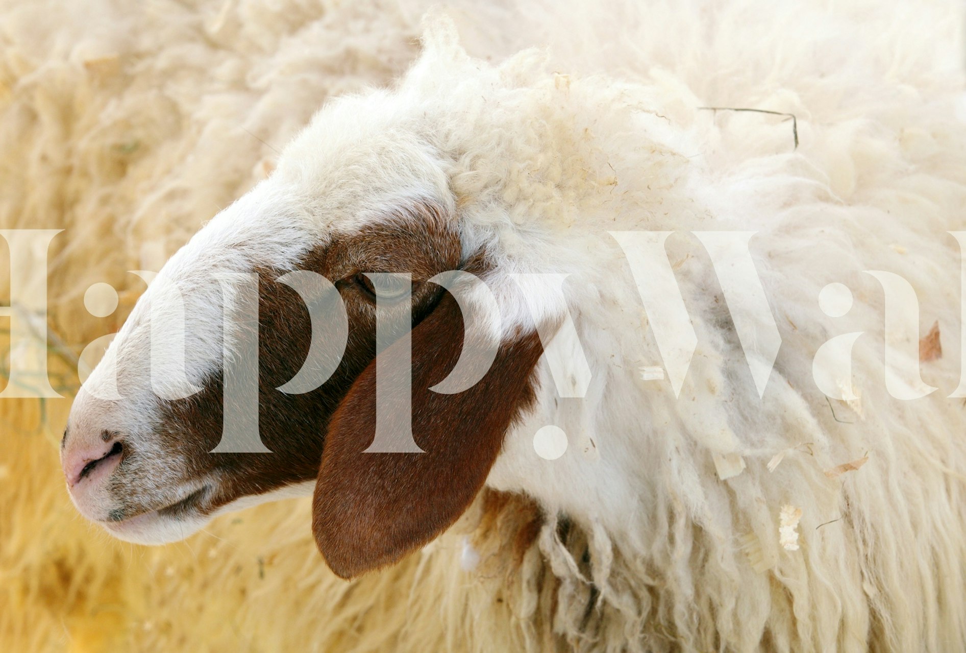 Awassi sheep closeup wallpaper in a room