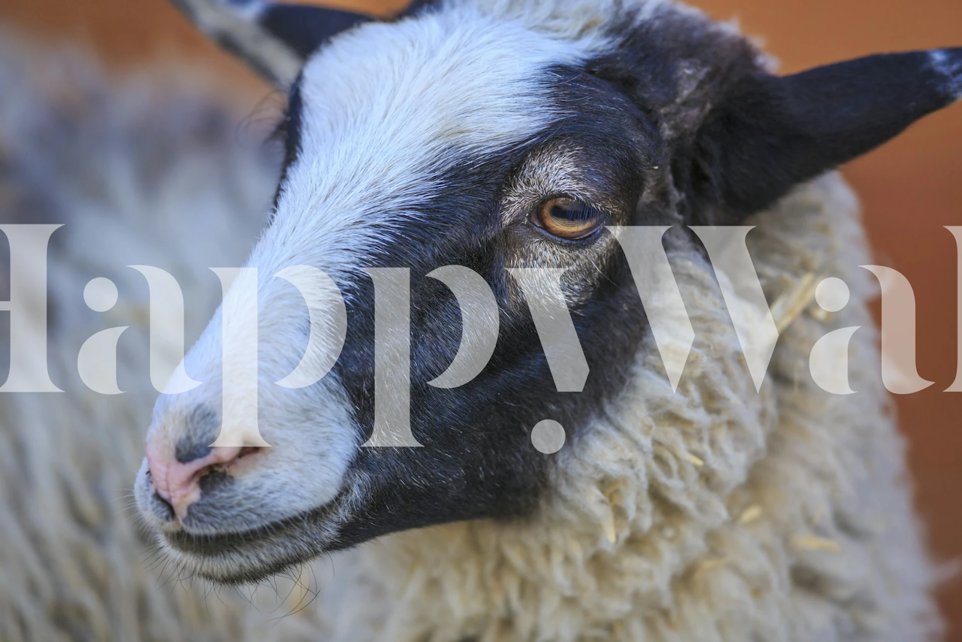 Pievilcīgas aitas portreta tapete istabā