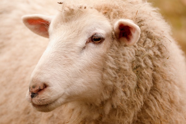 Lovely Farm Sheep Image