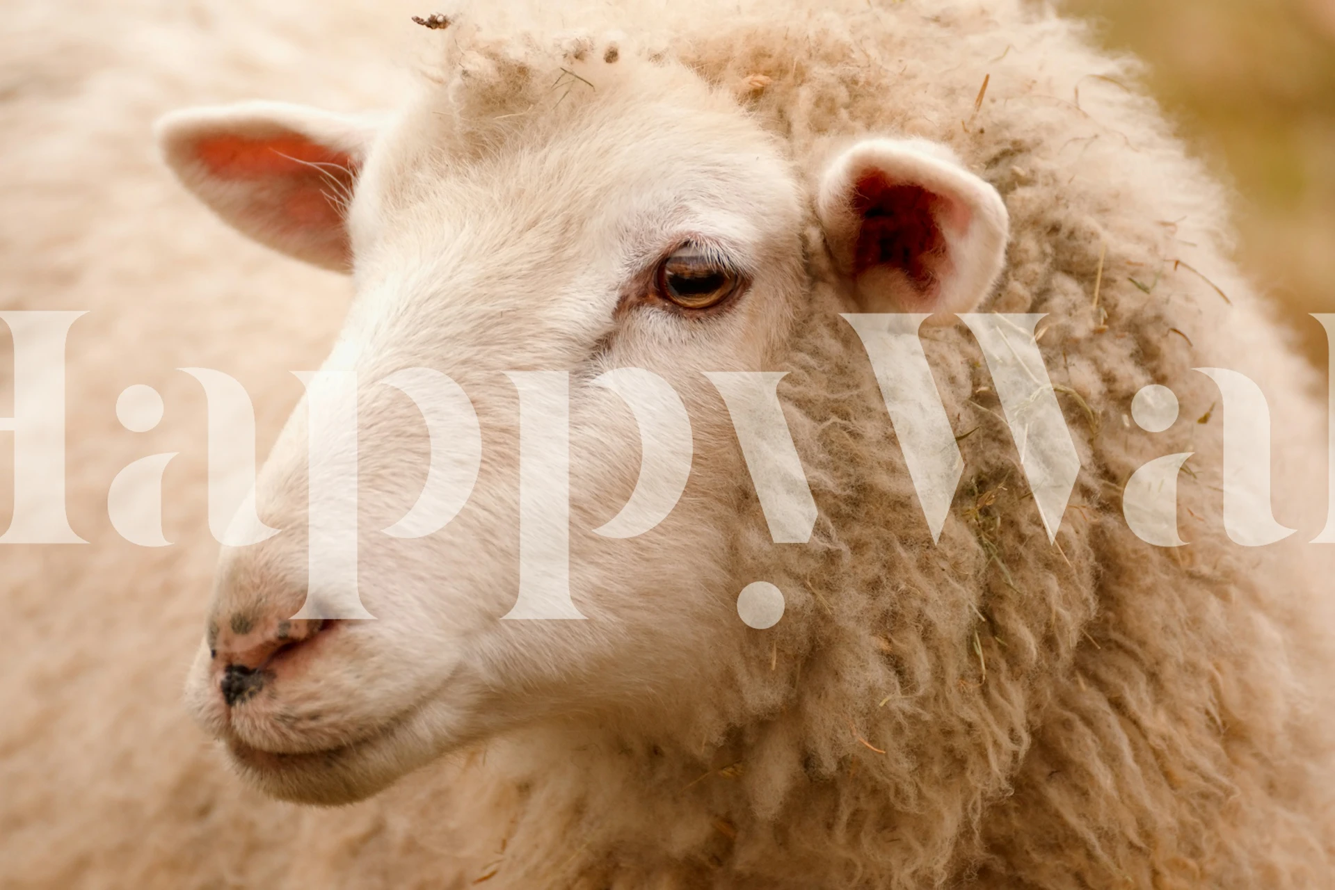 Lovely sheep wallpaper displayed in a room