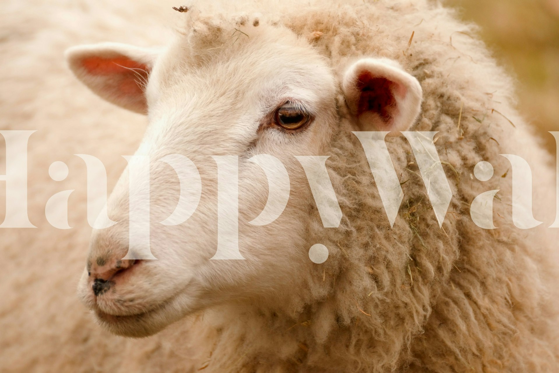 Gražūs tapetai su avimis rodomi kambaryje