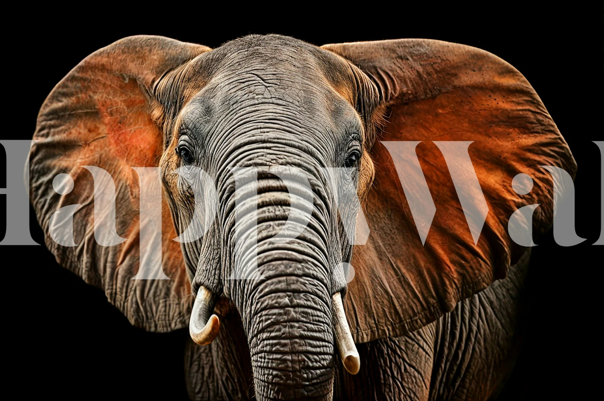 Tapeta s motivom slona u sobi