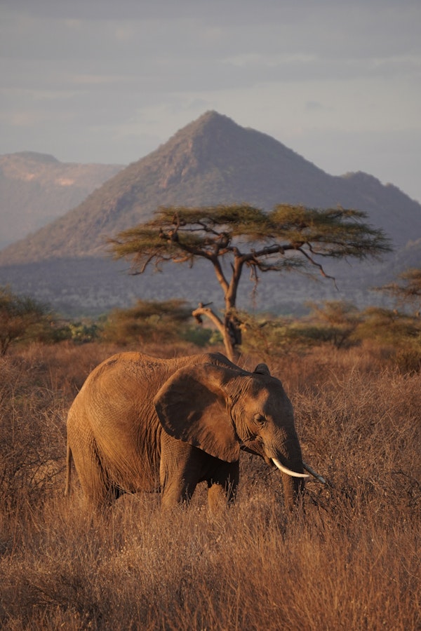 Majestic Elephant at Sunset