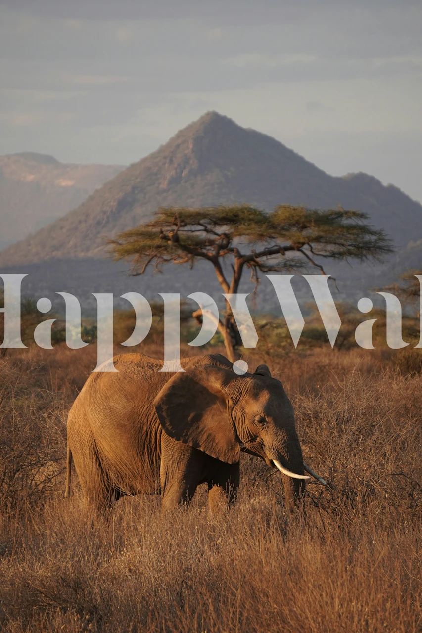 Majestic elephant wallpaper in a room