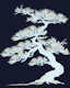 Japanese Matsu pine Tree