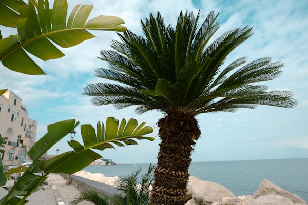Ischia Ponte Oceanfront Palm Serenity 1