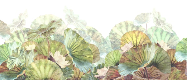 Lotus Dreams in Green