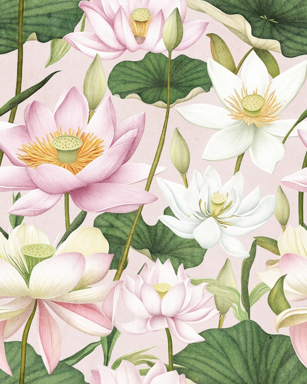 Soft Pink Lotus Blossoms