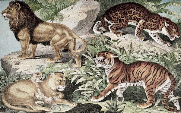 Lions Tiger and Jaguar