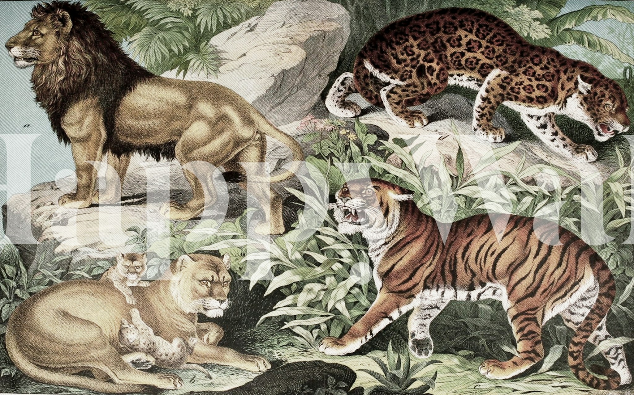 Lions, tiger, and jaguar wallpaper in a room