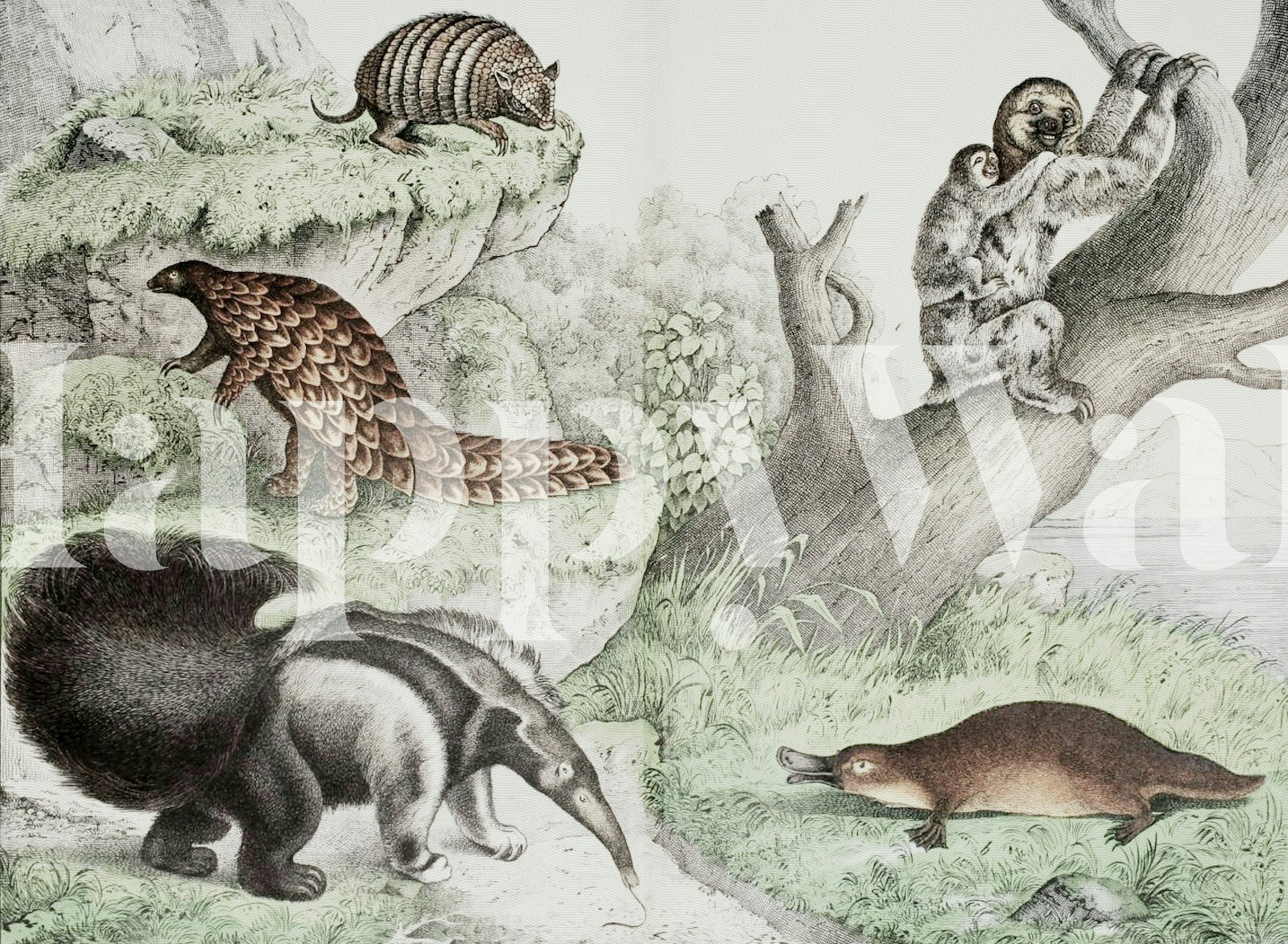 Toothless Animals tapetit