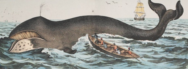 The Bowhead Whale
