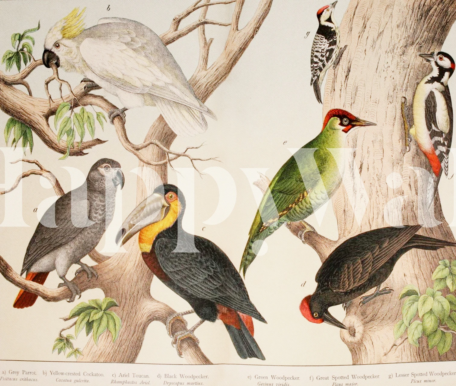 Climbing Birds wallpaper displaying in a room