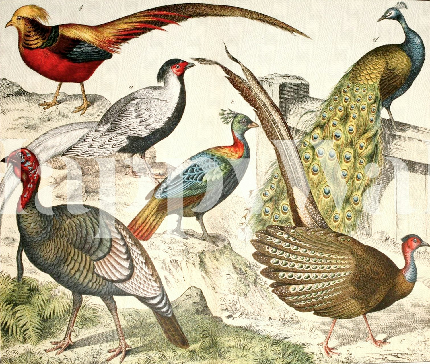 Game Birds wallpaper