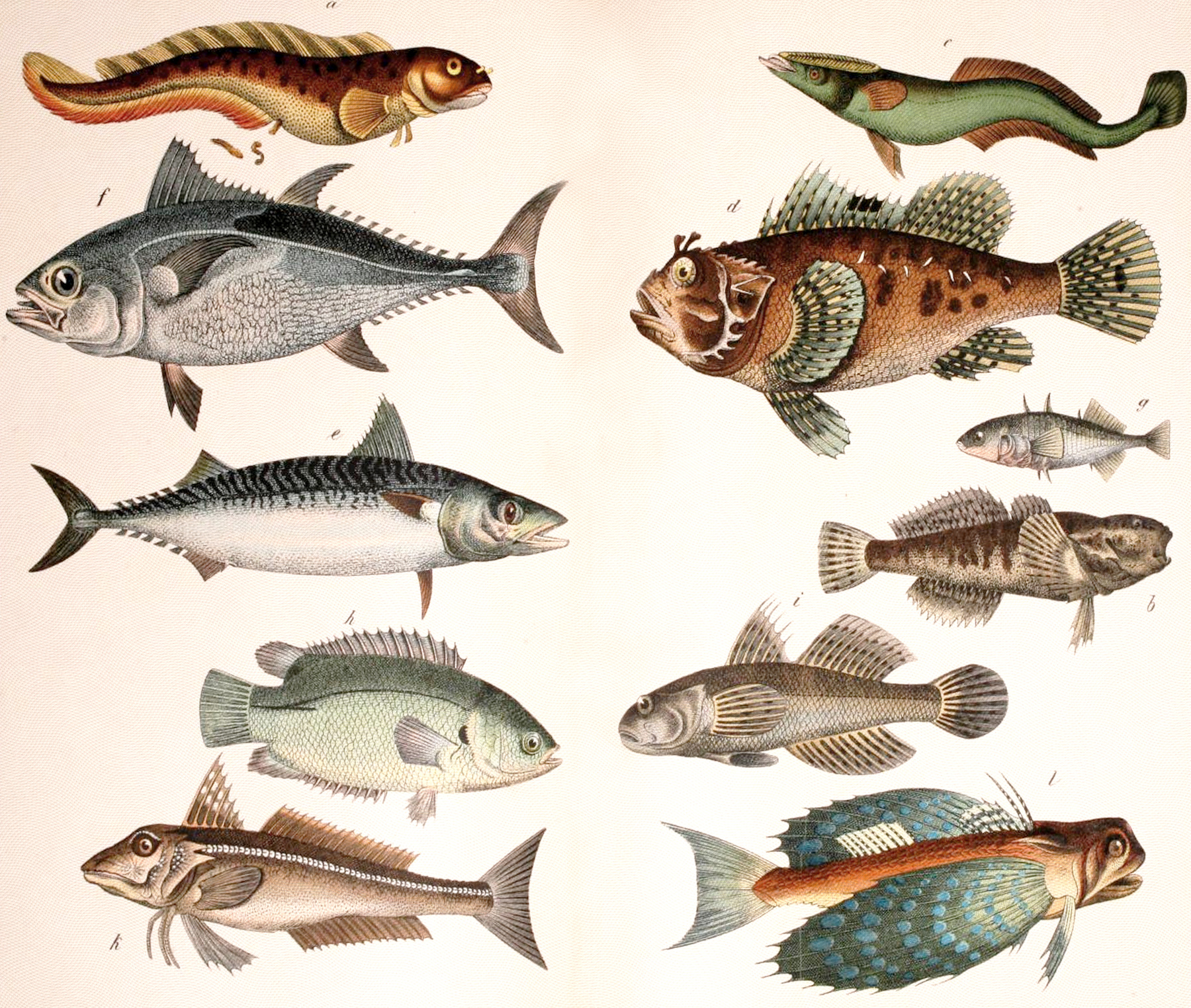 lithograph