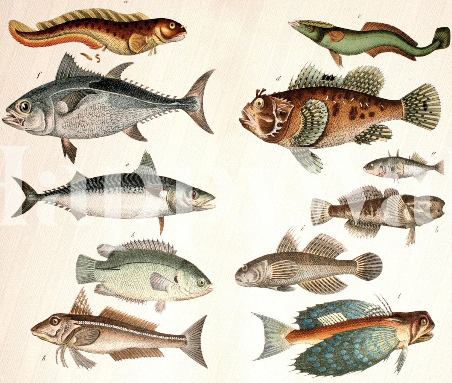 Mackarel tapetų dizainas kambaryje