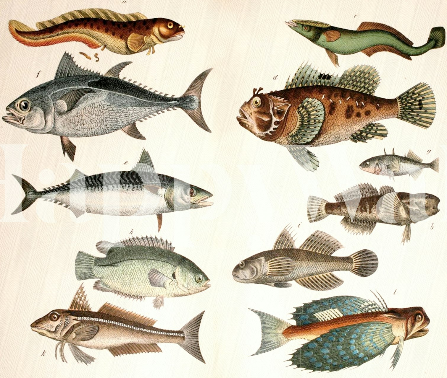 Mackarel wallpaper design in a room