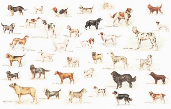 Dog Breeds Illustrations