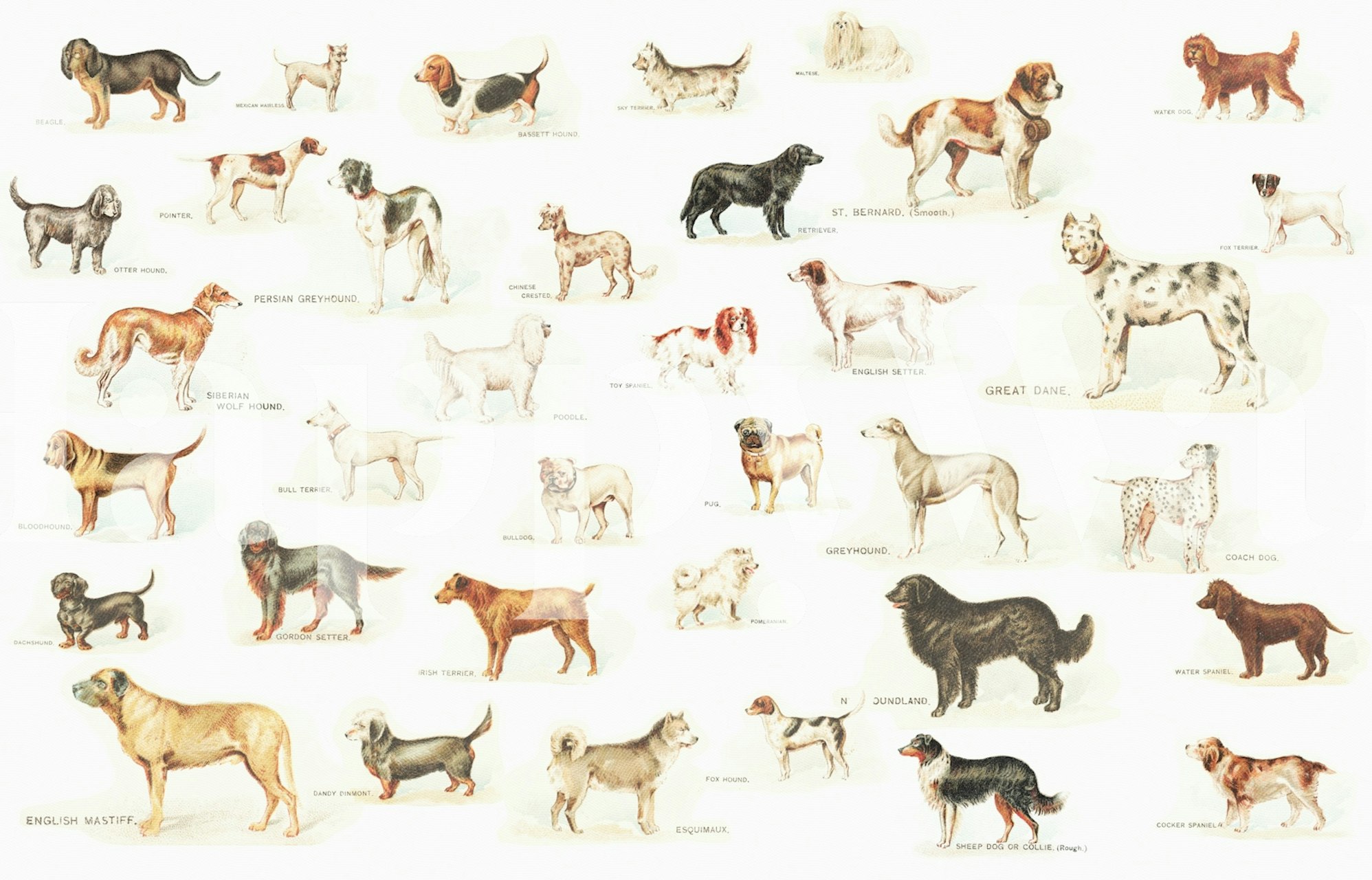 Dog Breeds Illustrations wallpaper in a room